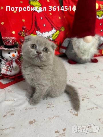 Клепоухо шотландско момченце, снимка 5 - Британска късокосместа - 52859235