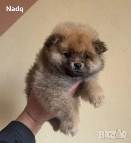 Померан , снимка 2 - Померан - 54045155