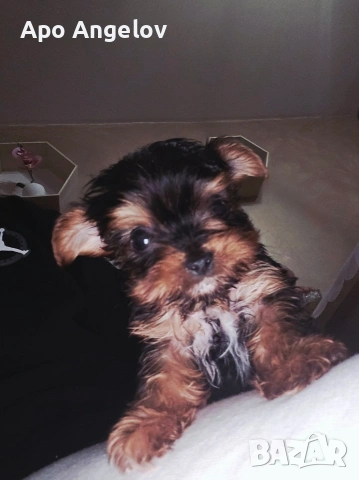 Йоркширски териер Мини , снимка 3 - Йоркширски териер - 53447318