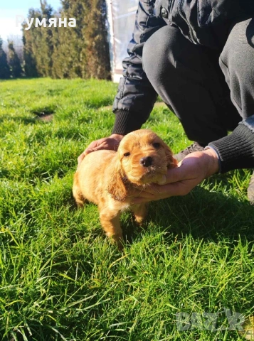 Английски кокер шпаньол, снимка 2 - Кокер шпаньол - 53485205