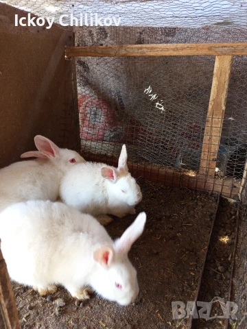 Зайци мъжки и женски, снимка 4 - Други животни - 53970521