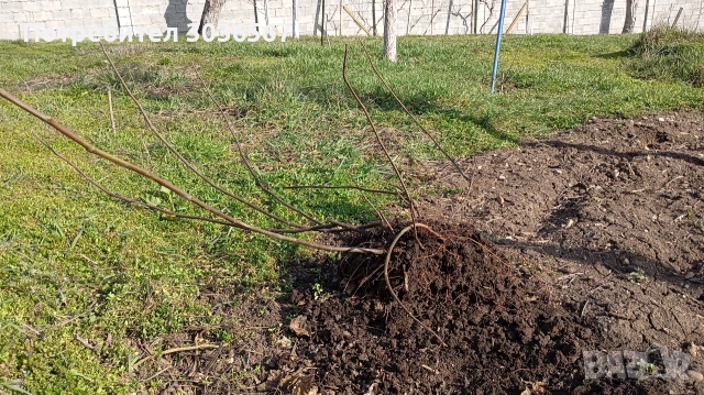 Смокини разсад, снимка 3 - Разсади - 53756064