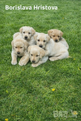 Чистокръвен Лабрадор Ретривър