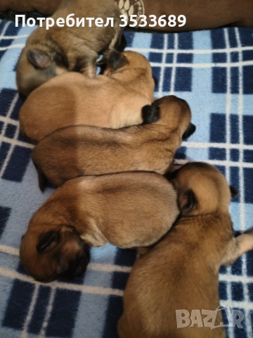 Продавам малки пекита, снимка 4 - Пекинез - 53537838