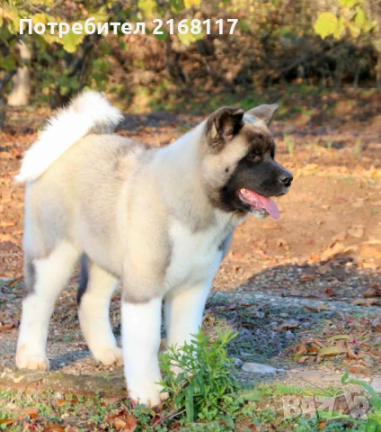 американска акита kученце, снимка 3 - Акита - 52153569