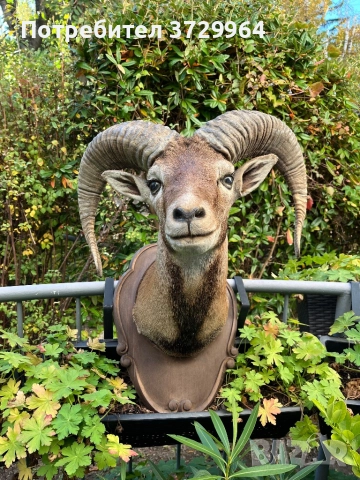 Трофеи от муфлони, снимка 6 - Други - 50464152