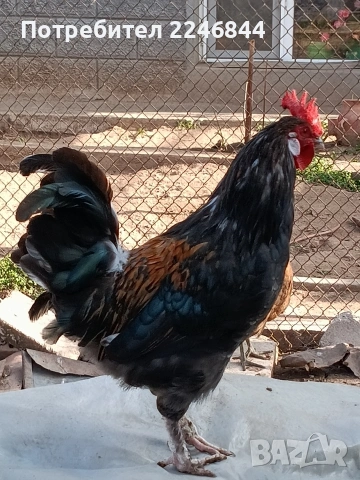 Продавам млади петлета само за 7,50, снимка 6 - Кокошки и пуйки - 53942038