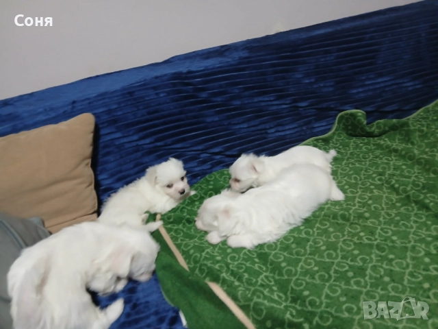 Мини малтийски болонки , снимка 2 - Болонка - 52529237