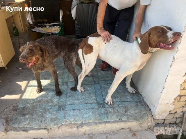 Кученца за трюфели , снимка 17 - Други - 51565937