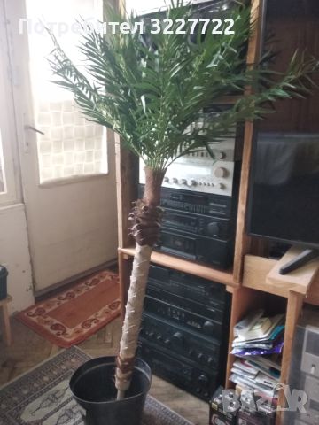 Изкуствена палма, снимка 2 - Изкуствени цветя - 46044053