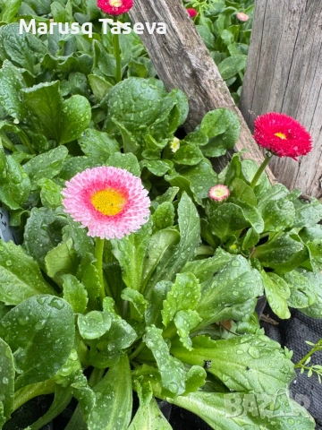 Кичест белис/паричка , снимка 6 - Градински цветя и растения - 54119476