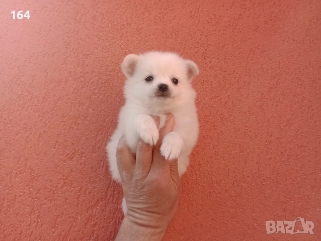 Мини Шпиц - Померан, снимка 11 - Померан - 53795072