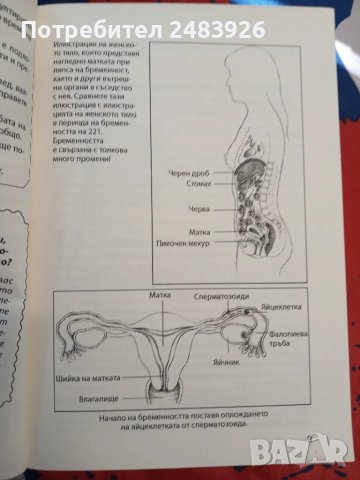 Вашата бременност Въпроси и отговори  Глейд Къртис, Джудит Шулър, снимка 6 - Специализирана литература - 47160039