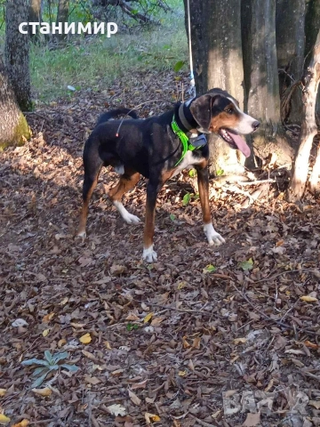 трицветно гонче