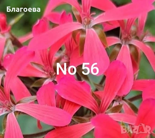 Мушкато сорт Friesdorf red