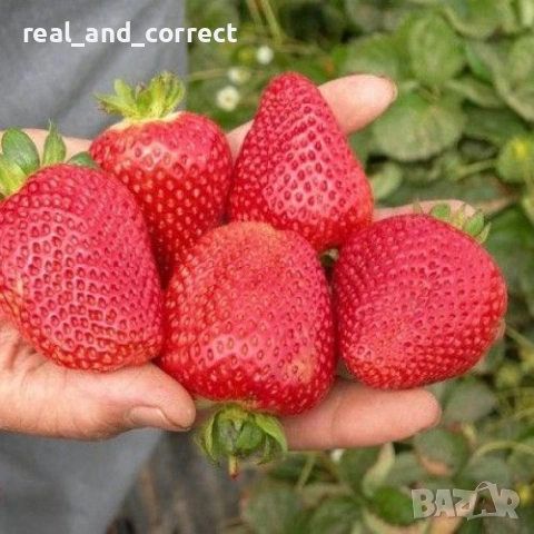 ПРОМОЦИЯ Разсад Ягоди и Малини Елитни Сортове, снимка 4 - Разсади - 53638722