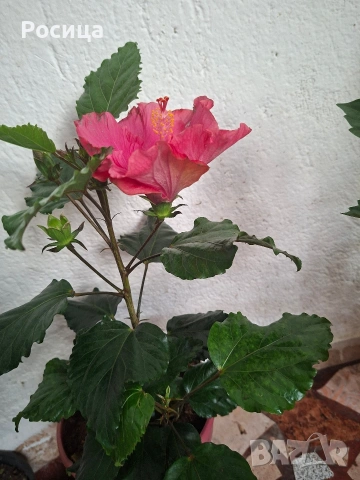 хибискус , снимка 2 - Стайни растения - 53474764
