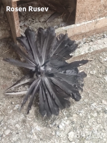 Свободни гълъби 100 бр.Пощи Ардезио гълъби на въртене , снимка 16 - Гълъби - 52429670