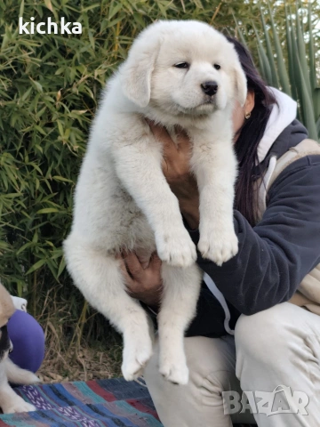 Кавказка овчарка