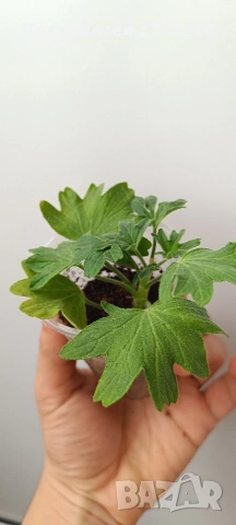 Pelargonium Tito Song Bit, снимка 2 - Стайни растения - 54187789