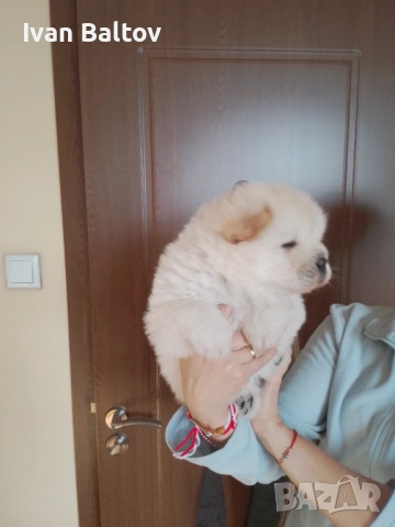 ЧАУ ЧАУ СЛАДУРИ, снимка 3 - Чау Чау - 53693839