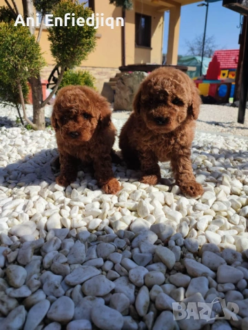 Пудел Той/Toy Poodle, снимка 3 - Пудели - 53896301