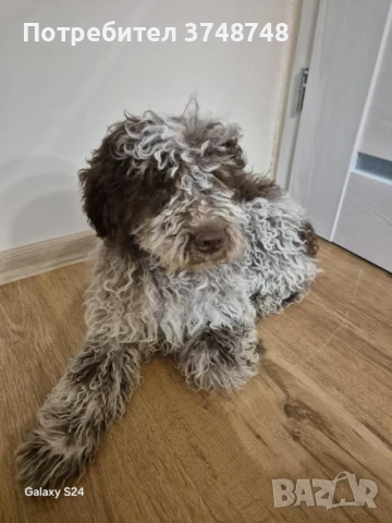 Куче за трюфели , снимка 1