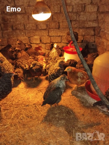 Продавам пилета на 2 месеца Супер Харко и Доминат снасят цветни яйца, снимка 5 - Кокошки и пуйки - 53517522