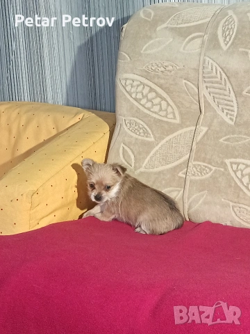 Шпиц , снимка 7 - Шпиц - 53994562