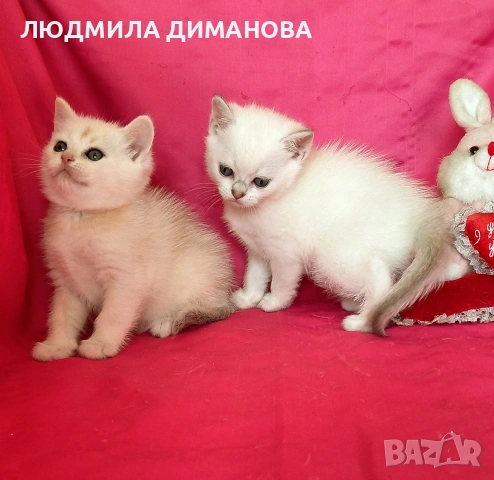 Шотландски мъжко женско , снимка 7 - Британска късокосместа - 53744127