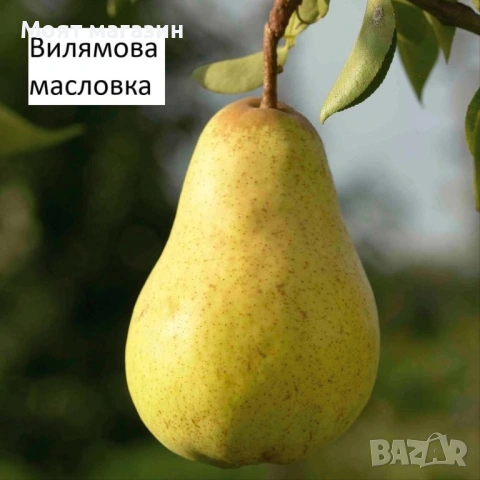 Круша - Селекция от подбрани сортове , снимка 2 - Градински цветя и растения - 53649950