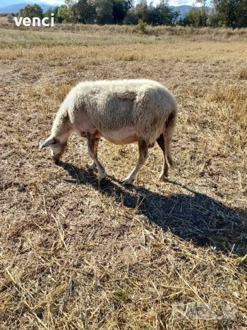 Продавам овца , снимка 1