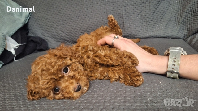 пуделчета той/ момче и момиче/toy poodle, снимка 6 - Пудели - 53581267
