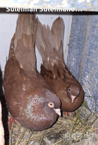 Въртеливи гълъби 50 лв 2 те двойки, снимка 2 - Гълъби - 52674982