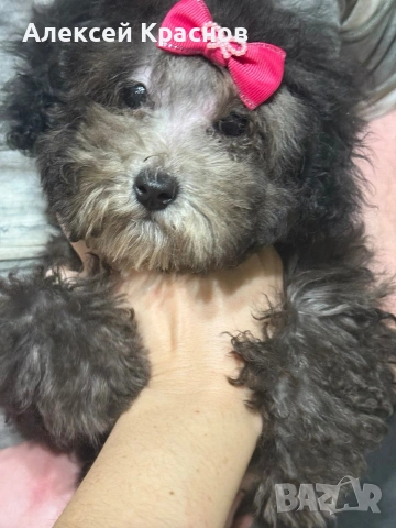 пудел silver toy, снимка 3 - Пудели - 53390805