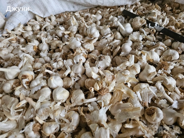 чесън за садене 