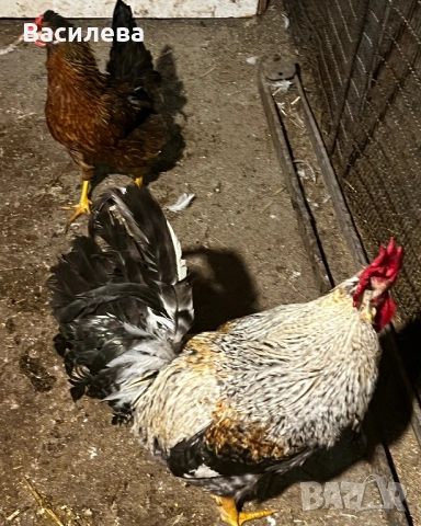 Пилета и пъдпъдъци на различна възраст, снимка 15 - Кокошки и пуйки - 54003824