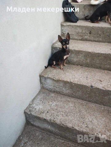 Малки сладури, снимка 7 - Чихуахуа - 53014662