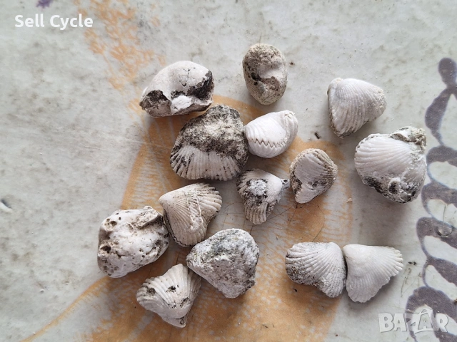 ✅ФОСИЛИ - БРАХИОПОДИ - ПРОВАДИЯ❗, снимка 3 - Колекции - 53431822