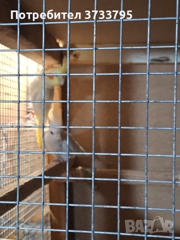 Чифт корели, снимка 2 - Папагали - 53296344