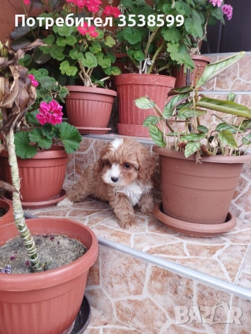 Кавапу , снимка 3 - Пудели - 52909276