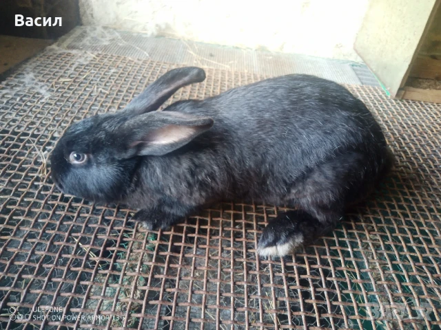 Зайци домашни , снимка 10 - Други животни - 51395663