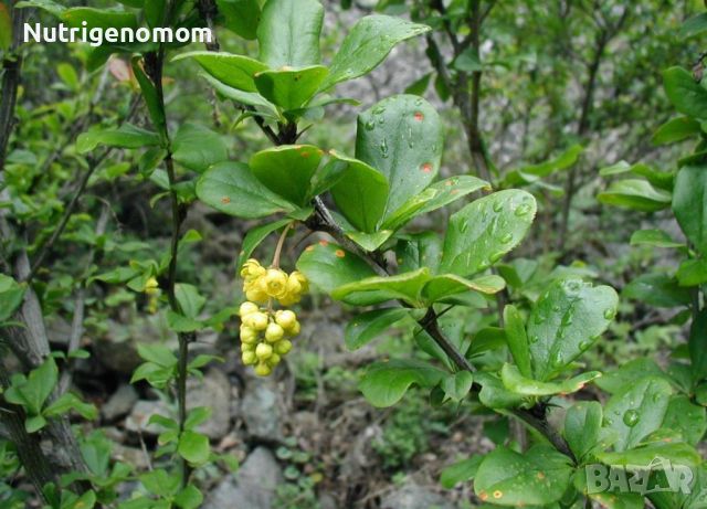 Berberis vulgaris, кисел трън, растения , снимка 4 - Градински цветя и растения - 45195204