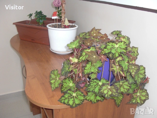 фотоапарат Casio Exilim EX-S10, снимка 18 - Фотоапарати - 53618372