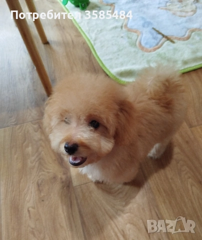 Мини пудел момченце , снимка 4 - Пудели - 54015251