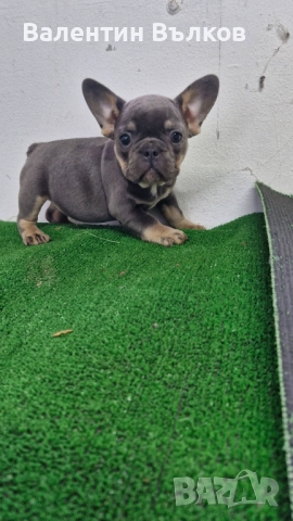 Продавам две  френски булдочета