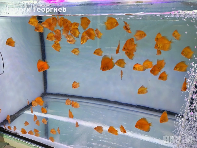 Дискуси, снимка 5 - Рибки - 51439805