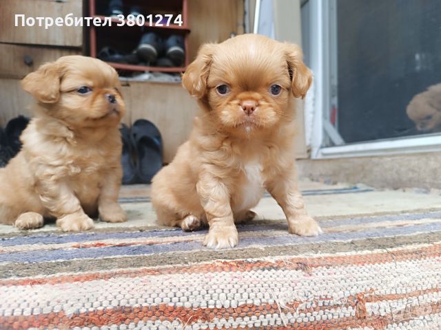 Малки кученца пекинези, снимка 4 - Пекинез - 45595614