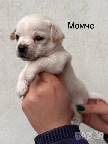 Мини чихупинчери , снимка 4 - Чихуахуа - 52724080