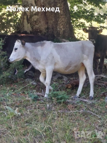 крави телета юници , снимка 8 - Крави - 51296848